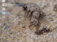 Antlion 6
