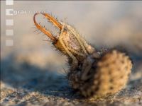 Antlion 3