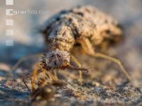 Antlion 2