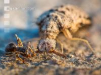 Antlion 1