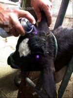 Dehorning cow 3