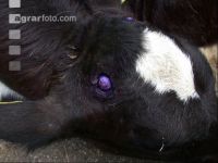 Dehorning cow 4