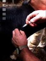 Dehorning cow 5