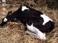 Dehorning cow 6