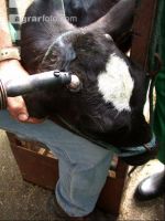 Dehorning cow 7