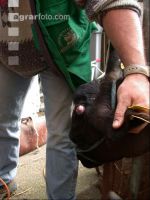 Dehorning cow 9