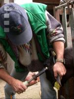 Dehorning cow 10