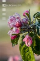 Apfelblüte mit Frost 17