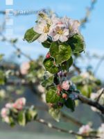 Apfelblüte mit Frost 15