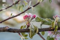 Apfelblüte mit Frost 9