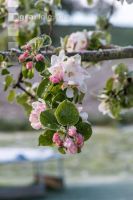 Apfelblüte mit Frost 8