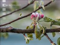 Apfelblüte mit Frost 7
