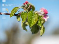 Apfelblüte mit Frost 1