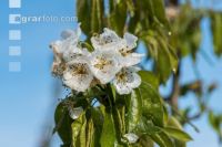 Birnenblüte mit Frost 9