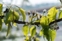 Birnenblüte mit Frost 5