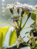 Birnenblüte mit Frost 4