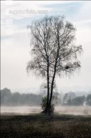Nebelschwaden 31