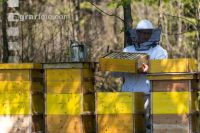 Imker kontrolliert Waben 19