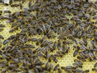 Bienen auf Wabe 2