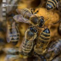 Bienen auf Wabe 1