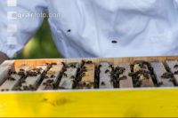 Bienen 25