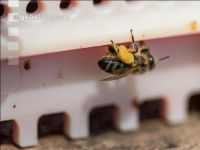 Bienen vor Flugloch 7
