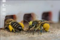 Bienen vor Flugloch 9