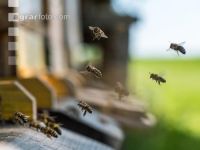 Bienen vor Flugloch 13