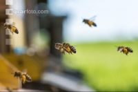Bienen vor Flugloch 11