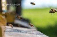 Bienen vor Flugloch 10
