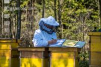 Bienenstock Aufzeichnungen 1