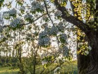 Birne Blüte 19