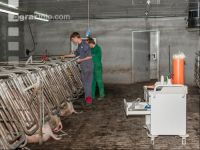 Schweinebesamung Vorbereitung 16