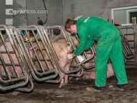 Schweinebesamung Vorbereitung 13