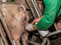 Schweinebesamung Vorbereitung 12