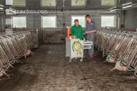 Schweinebesamung Vorbereitung 11