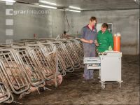 Schweinebesamung Vorbereitung 6