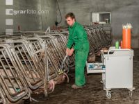 Schweinebesamung Vorbereitung 1