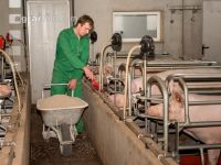 Fütterung Zuchtsauen 13
