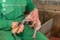 Ferkel Zähne schleifen 2