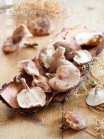 Shiitakepilz 2