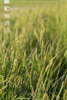 Wiesenschwingel Vermehrung 2