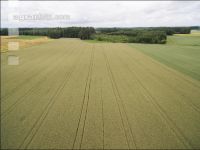 Triticale 1