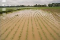 Hochwasser Mais 4