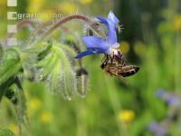 Bienen Sommer 3