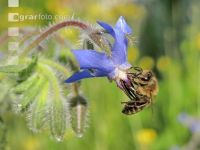 Bienen Sommer 2