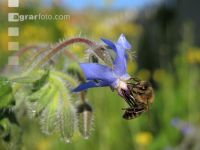 Bienen Sommer 1