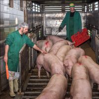 Schlachthof Anlieferung 18