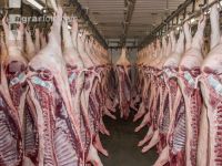 Kühlraum Schweine 17