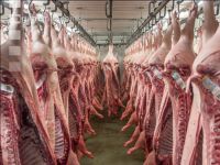 Kühlraum Schweine 18